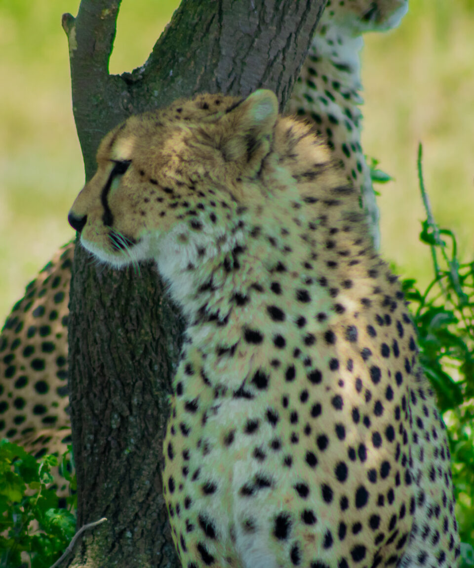 9 days Safari