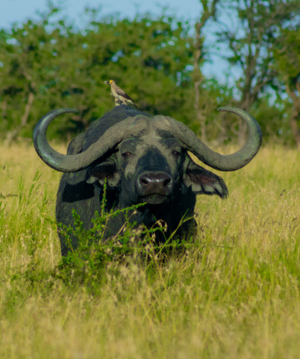 8 days Luxury Safari