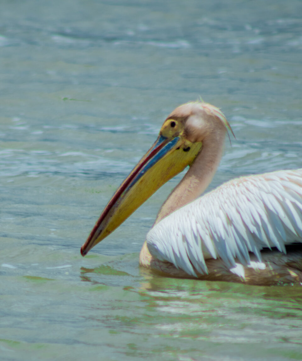 flamingo