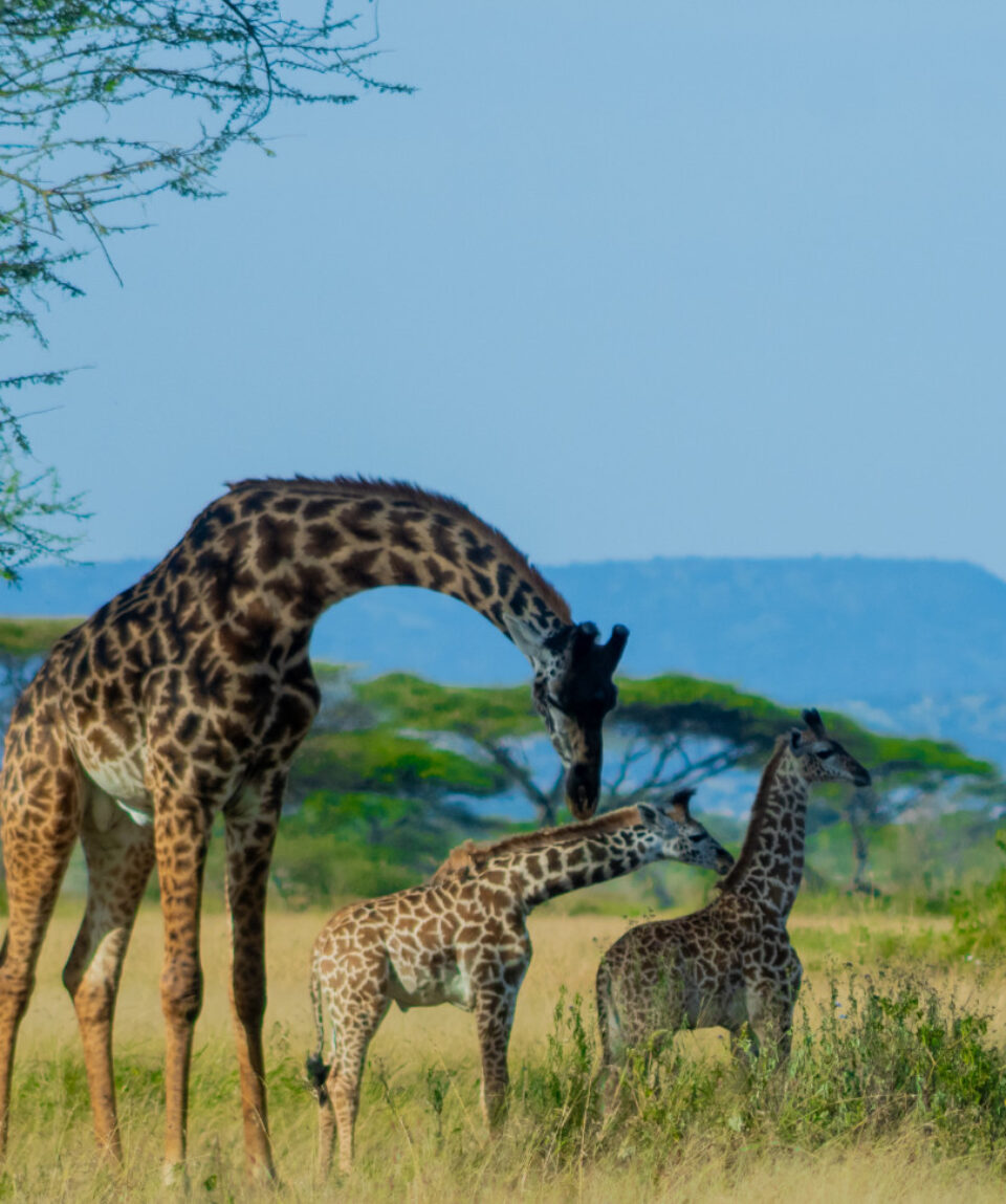 giraffe